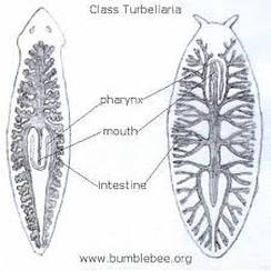 Platyhelminthes (Flatworms) - DIGESTIVE SYSTEM IN PHYLUMS