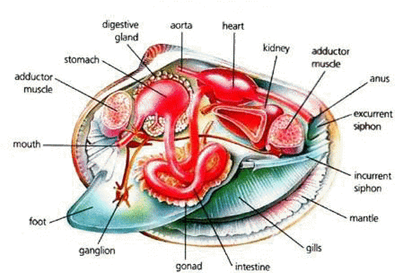 Mollusca (Mollusks) - DIGESTIVE SYSTEM IN PHYLUMS