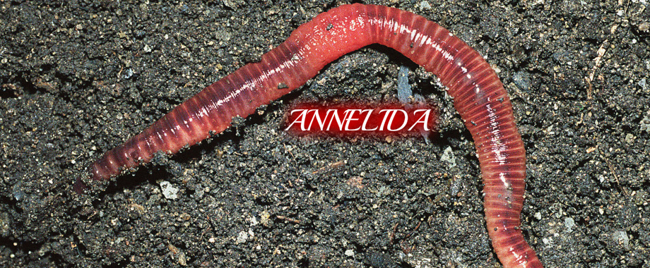 Annelida (Segmented Worms) - DIGESTIVE SYSTEM IN PHYLUMS